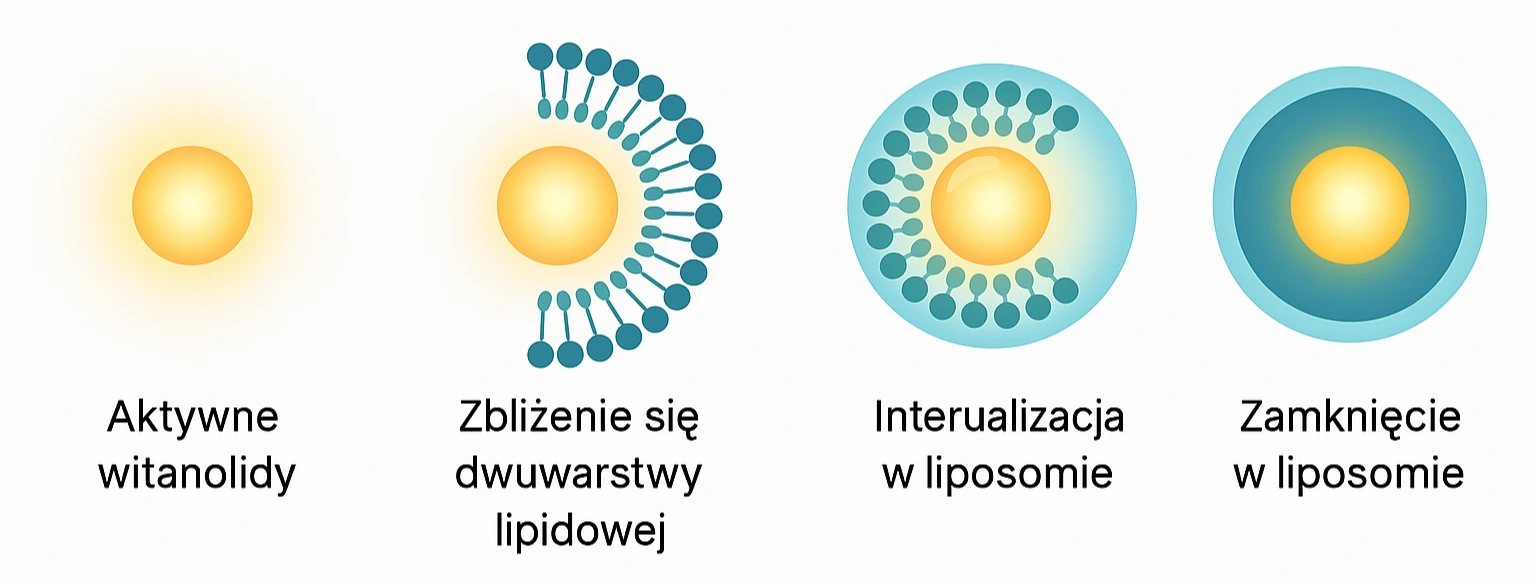 Wizualizacja liposomów otaczających związki roślinne